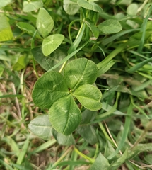 Trifolium repens