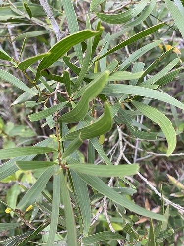 Acacia confusa