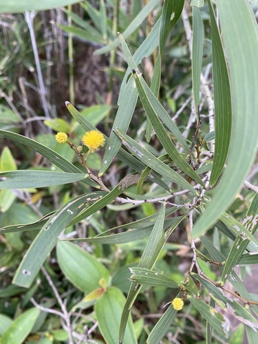 Acacia confusa