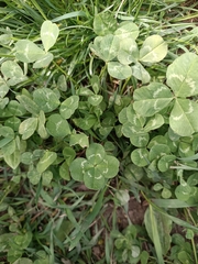 Trifolium repens
