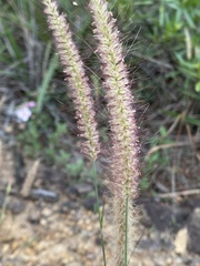 K Webb (Cenchrus setosus)