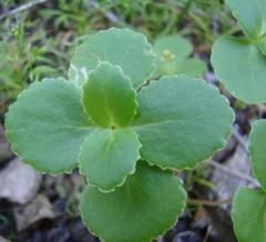 Crassula simulans