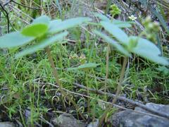 Crassula simulans