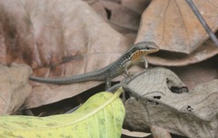 Eutropis macularia