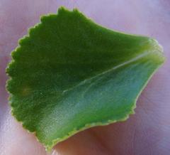 Crassula simulans