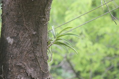 Aerides