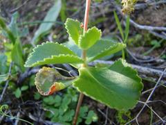 Crassula simulans