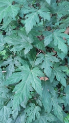 Rubus palmatus