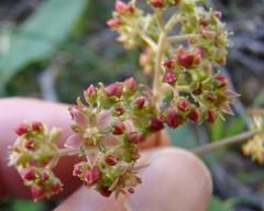 Crassula simulans