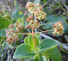 Crassula simulans