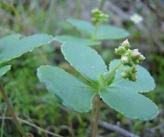 Crassula simulans