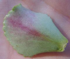 Crassula simulans