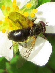 Blera nigra