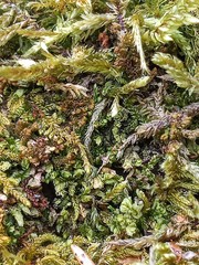 Liochlaena lanceolata