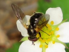 Blera nigra