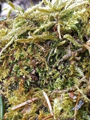 Liochlaena lanceolata