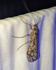 Clistoronia magnifica