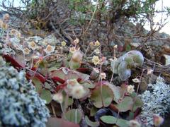 Crassula umbella