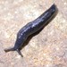 Black Mantleslug - Photo (c) John Slapcinsky, some rights reserved (CC BY-NC)
