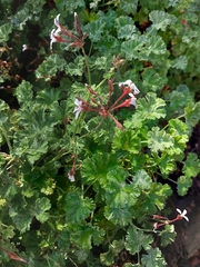 Pelargonium fragrans