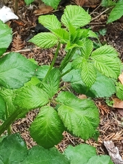 Rubus