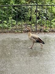 Alopochen aegyptiaca