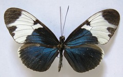 Heliconius sapho leuce