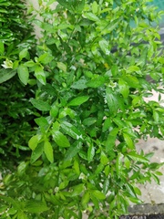 Solanum pseudocapsicum