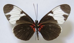 Heliconius sapho leuce