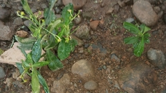 Talinum fruticosum