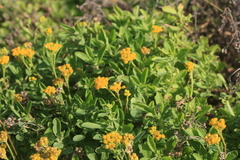 Nidorella auriculata