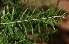 Ozothamnus cassinioides