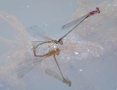 Enallagma dubium