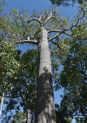 Brachychiton australis