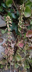 Umbilicus rupestris