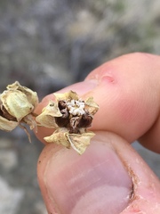 Asclepias cryptoceras davisii