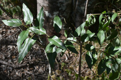 Ehretia saligna membranifolia