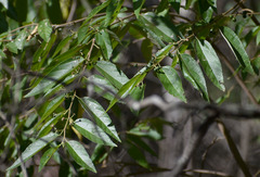 Grewia australis