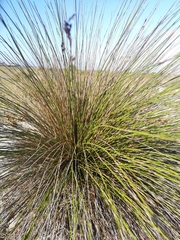 Thamnochortus erectus