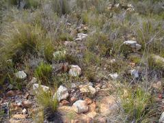Centella dolichocarpa