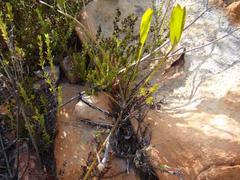 Centella dolichocarpa