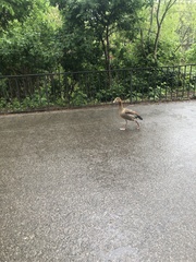 Alopochen aegyptiaca