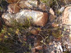 Centella dolichocarpa