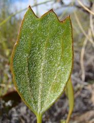 Centella dolichocarpa