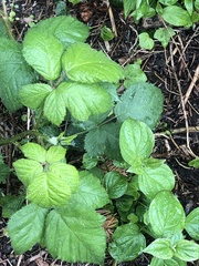 Rubus