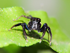 Chapoda