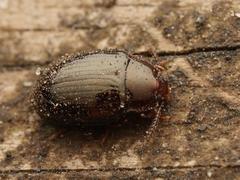 Scaphidema metallicum