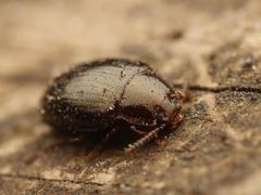 Scaphidema metallicum