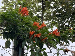 Pyrostegia