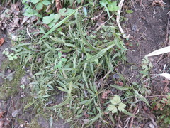 Asplenium ruprechtii